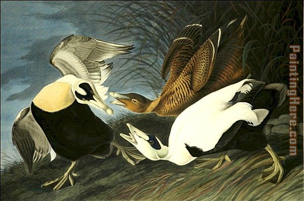Eider Duck painting - John James Audubon Eider Duck art painting